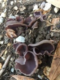 Peziza violacea image
