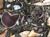 Peziza violacea image