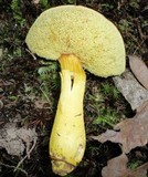 Boletus roxanae image