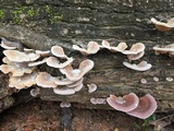 Panus lecomtei image