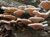 Panus lecomtei image