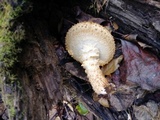 Pholiota squarrosoides image