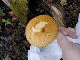 Pholiota squarrosoides image
