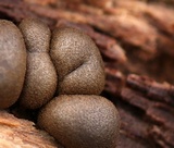 Lycogala epidendrum image