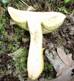 Boletus roxanae image