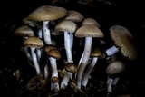 Panaeolus cinctulus image