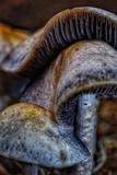Panaeolus cinctulus image