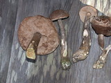 Leccinum cyaneobasileucum image