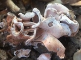 Helvella compressa image