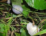 Laccaria amethystina image