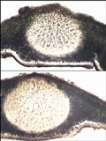 Dermatocarpon luridum image