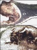 Dermatocarpon luridum image