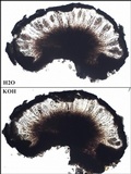 Rhizocarpon reductum image