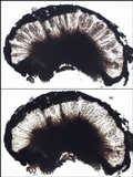 Rhizocarpon reductum image
