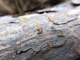 Calocera furcata image