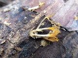 Calocera furcata image