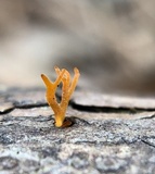 Calocera furcata image