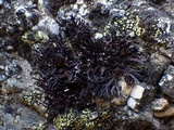 Cornicularia normoerica image
