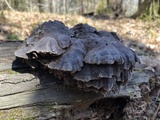 Globifomes graveolens image