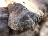 Globifomes graveolens image