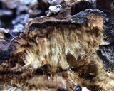 Globifomes graveolens image