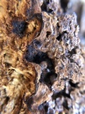 Globifomes graveolens image