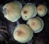 Hypholoma subviride image