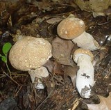 Boletus variipes image
