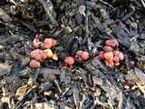 Gymnopilus dilepis image