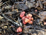 Gymnopilus dilepis image