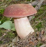 Xanthoconium purpureum image