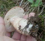 Xanthoconium purpureum image