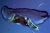 Bacidia heterochroa image