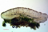 Bacidia laurocerasi image