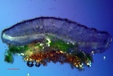 Bacidia laurocerasi image