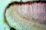 Bacidia laurocerasi image