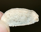 Postia caesia image