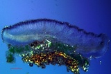 Bacidia laurocerasi image