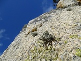 Niebla robusta image