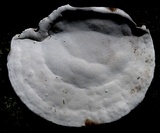 Coriolopsis caperata image
