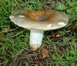 Russula cyanoxantha image