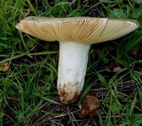 Russula cyanoxantha image