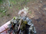 Mycena purpureofusca image