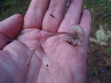 Mycena purpureofusca image