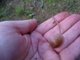 Mycena purpureofusca image
