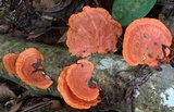Earliella scabrosa image
