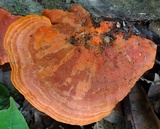 Earliella scabrosa image