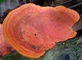 Earliella scabrosa image