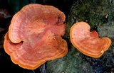Earliella scabrosa image
