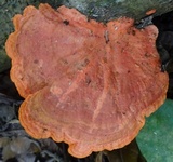 Earliella scabrosa image